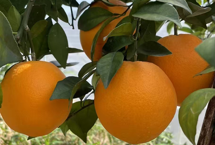 江西东江源纽荷尔脐橙特写