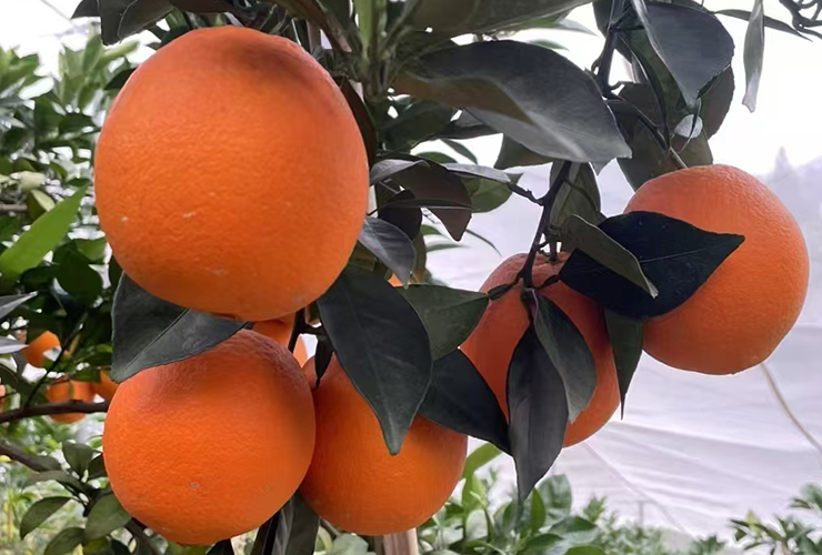 江西东江源脐橙礼盒装