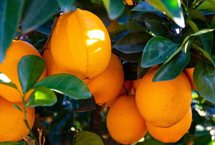 江西东江源脐橙家庭装