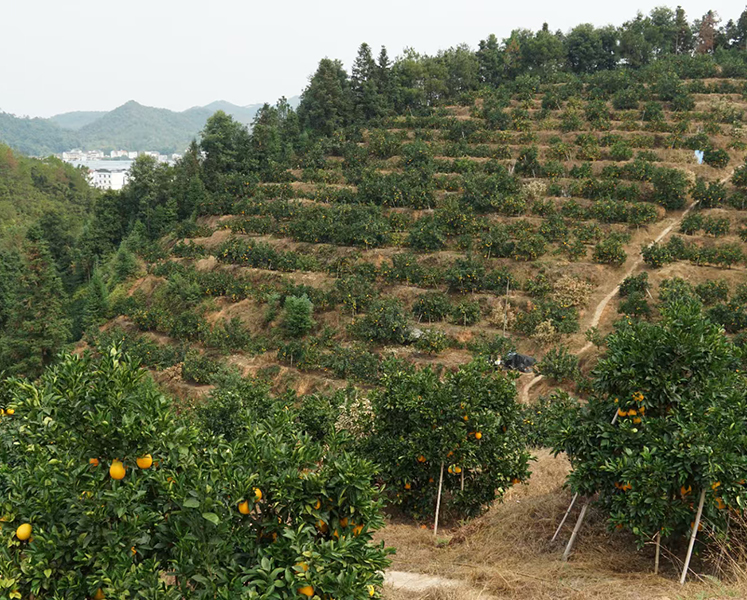 江西东江源脐橙果园航拍