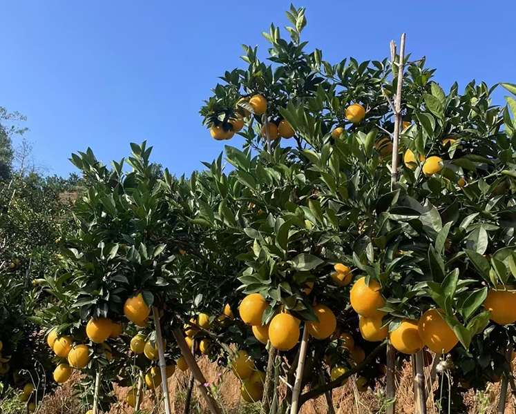 江西东江源工人采摘脐橙