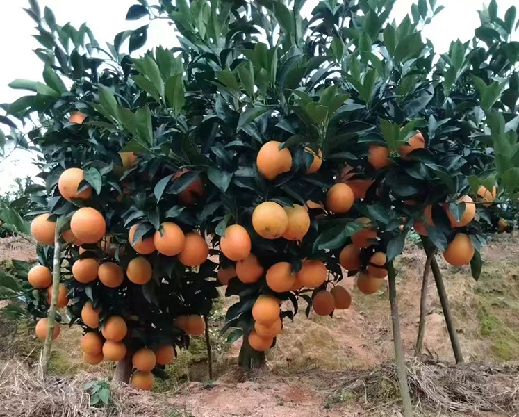 江西东江源脐橙分拣流水线