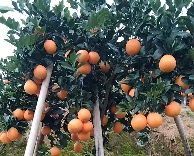 江西东江源脐橙丰收场景