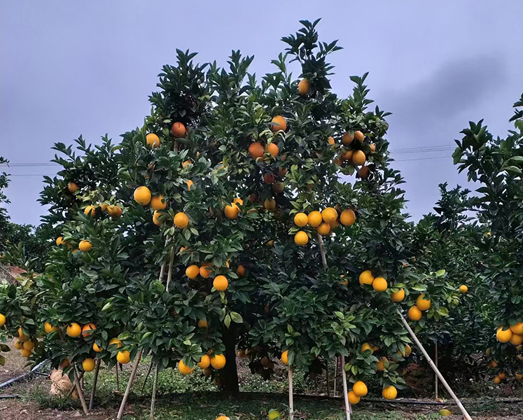 江西东江源脐橙丰收场景