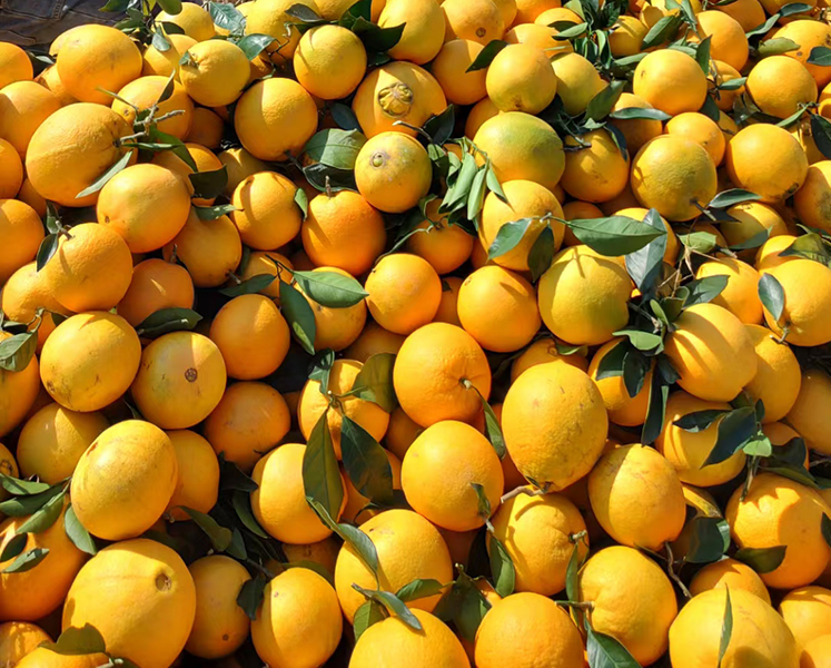 江西东江源脐橙丰收场景