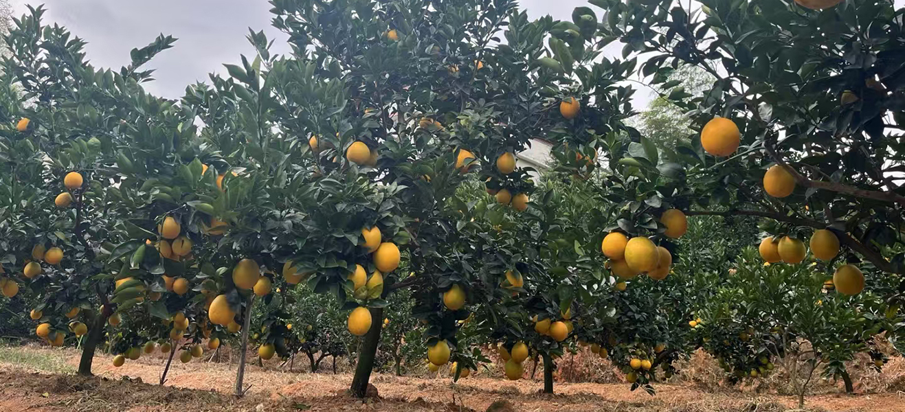 江西东江源脐橙品质保障流程